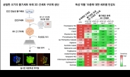 줄기세포 유래 3D 간세포 구조체 개발…맞춤형 신약개발 기대