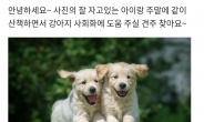 “강아지 산책 친구 구해요”…‘애견 듀오’ 된 당근마켓