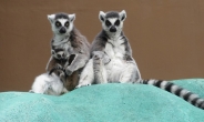 광주 우치동물원서 알락꼬리여우원숭이 쌍둥이 낳아