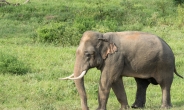 인도 동물도 코로나 감염 확산…사자 이어 코끼리 무더기 확진