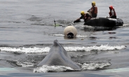 고래에 먹혔다 살아난 美남성, 비행기 추락에도 생존