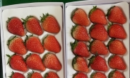국산 딸기, 필리핀 수출길 오른다…검역요건 협상 완료