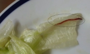 유명 체인점 햄버거 먹다 5㎝ 붉은 벌레 ‘기겁’