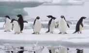 남극 사는 펭귄, 뉴질랜드에 깜짝 출현…3000km 헤엄쳐