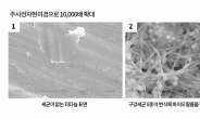 구강유산균,  