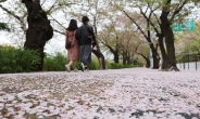 벌써 ‘벚꽃엔딩’?…전국 때때로 봄비, 미세먼지 ‘좋음’