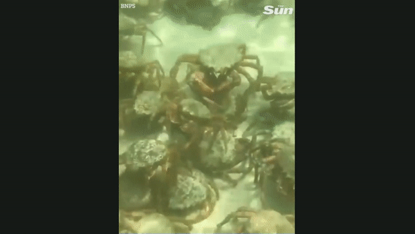 [영상] ‘물반 게반’…英 해수욕장에 나타난 ‘살인게’ 수천마리 [나우,어스]