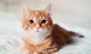 “당뇨병 고양이에 희소식” 먹는약 美 FDA 승인…동물용 최초 사례