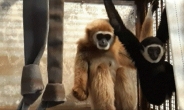 동물원서 혼자 지낸 암컷 원숭이 임신·출산 ‘미스터리’ 풀렸다
