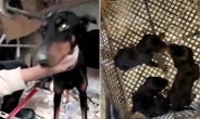 튀르키예 지진 한달 만에 구조된 개…잔해 속 새끼까지 낳았다