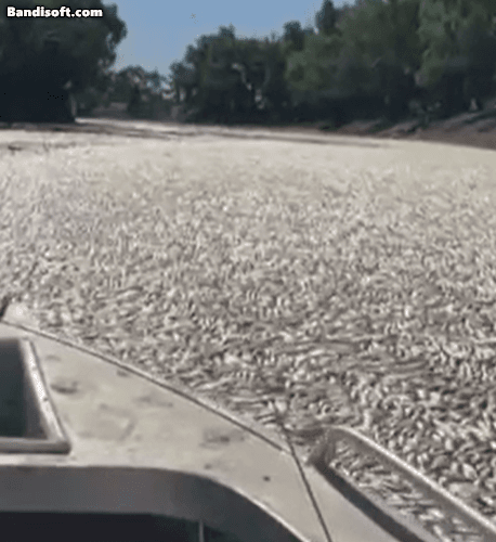 [영상] 출렁이는 강물인줄 알았더니…호주서 물고기 떼죽음 [나우,어스]