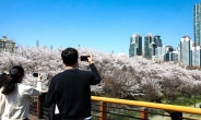 강남구, 지역 명소 3곳서 벚꽃축제 개최