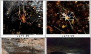 우리나라 최초로 눈 없는 신종 거미 발견