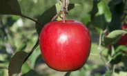사과 재배, 기후변화 ‘쇼크’…‘지역 맞춤형 품종’으로 넘는다