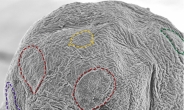 “0.4mm 이녀석 정체는” 북극 그린란드서 신종 ‘물곰’ 첫 발견