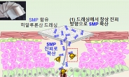 아주대 공동 연구팀, 내인성 줄기세포 활용 피부 상처 치료 방안 개발