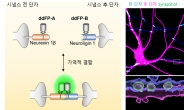 KAIST, 치매 유발 ‘시냅스’ 변화 실시간 관찰 성공