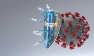 “오미크론 돌파감염 형성 면역세포” 새 변이 중증 진행 막는다