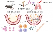 “베타-글루칸 주사 맞으면 면역력↑” 폐 손상 막는다