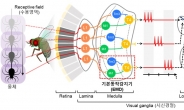 “곤충 눈처럼 사물 움직임 정확감지”…KAIST, ‘AI 반도체’ 소자 개발