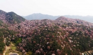 담양군, 제1회 금성면 고비산 산벚꽃축제 개최