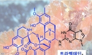 멍게추출 ‘항암제’ 치료효과 높일 방법 찾았다