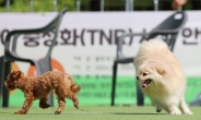 광주시, 개‧고양이 광견병 예방접종 지원