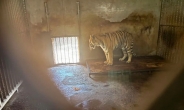 中 동물원서 희귀동물 시베리아 호랑이 20마리 집단 폐사