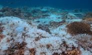 뜨거워진 바다에 하얗게 질린 산호…“역사상 최악”