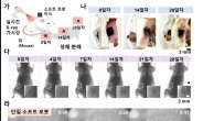 “체내서 염증없이 녹아 없어진다” 신기한 이 로봇 정체는?