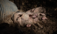 눈에는 눈, 전기차엔 돼지고기…中관영지 “EU산 돼지고기 반덤핑 조사 신청 계획”