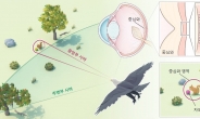 “먹이 포착하는 독수리 눈 못잖다” 3.6배 더 빨라진 ‘카메라’