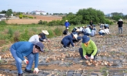 광주시 공직자들, 무안 양파농가 찾아 봉사활동