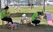 순천만국가정원 ‘반려견놀이터’ 무료 돌봄 가능해요