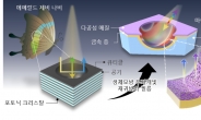 “에메랄드빛 나비 날개 모방” 보는 방향따라 달라진다…신기한 ‘디스플레이’