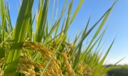 농식품부, 쌀 5만t 신속 매입…민간 재고 해소 대책