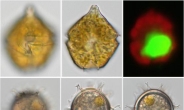 “마약 진통제 대체가능” 새 ‘해양플랑크톤’…군산 앞바다서 찾았다