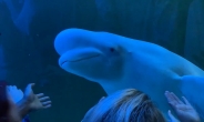 “날 쳐다봤어! 안녕” 귀여운 돌고래…사실 화내는 거라니 [지구, 뭐래?]