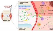 아주대 연구팀, 류마티즘 등 자가면역질환  치료 효율 높일 新기술 개발