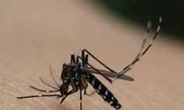 모기 실종 원인…기록적인 폭염에 모기 개체수 급감