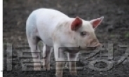 ‘청정양돈’ 제주서 돼지열병 양성
