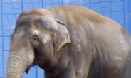 인간에게 치명적인 동물 “코끼리는 왜?”
