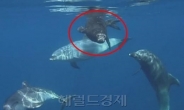 표범 구출한 돌고래…‘죽음의 문턱’에서 살아나 ‘감동’
