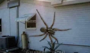 애견도 잡아먹는 ‘사람 크기 거미’, 논란