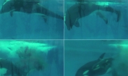 경이로운 범고래 생생한 출산장면 ‘감동’