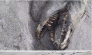 선사시대 바다 괴물 발견, 9m 크기에 이빨 ‘섬뜩’