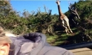 진격의 기린 “ 5m 기린이 신혼부부 쫓아와, 공포” (동영상)