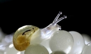희귀 투명 달팽이, 속 비치는 ‘시스루’ 껍질?…‘눈길’