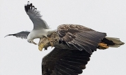 독수리 공격하는 갈매기 “얼마나 화가 났으면…보복 감행”