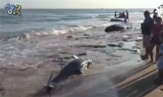 브라질 고래 떼죽음, 30여마리 집단 자살? 이유가…